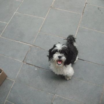 cuidadora de cães pequeno porte - Leiria - Guardería para perros
