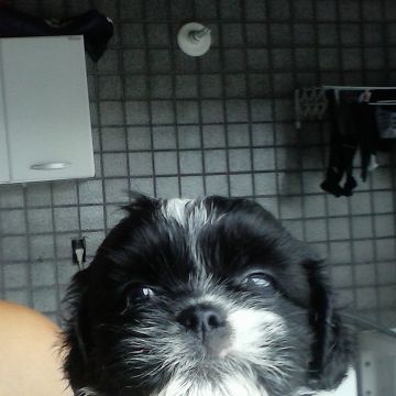 cuidadora de cães pequeno porte - Leiria - Hospedaje de perros