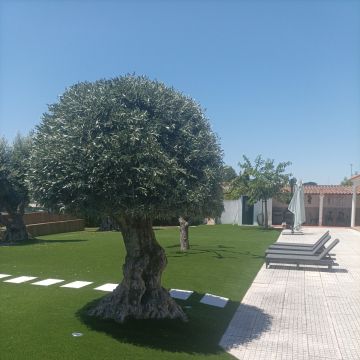 Quintais Limpos - Évora - Poda y mantenimiento de árboles