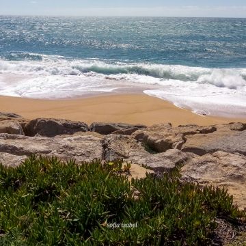 Sofia Isabel - Lourinhã - Real Estate Photography