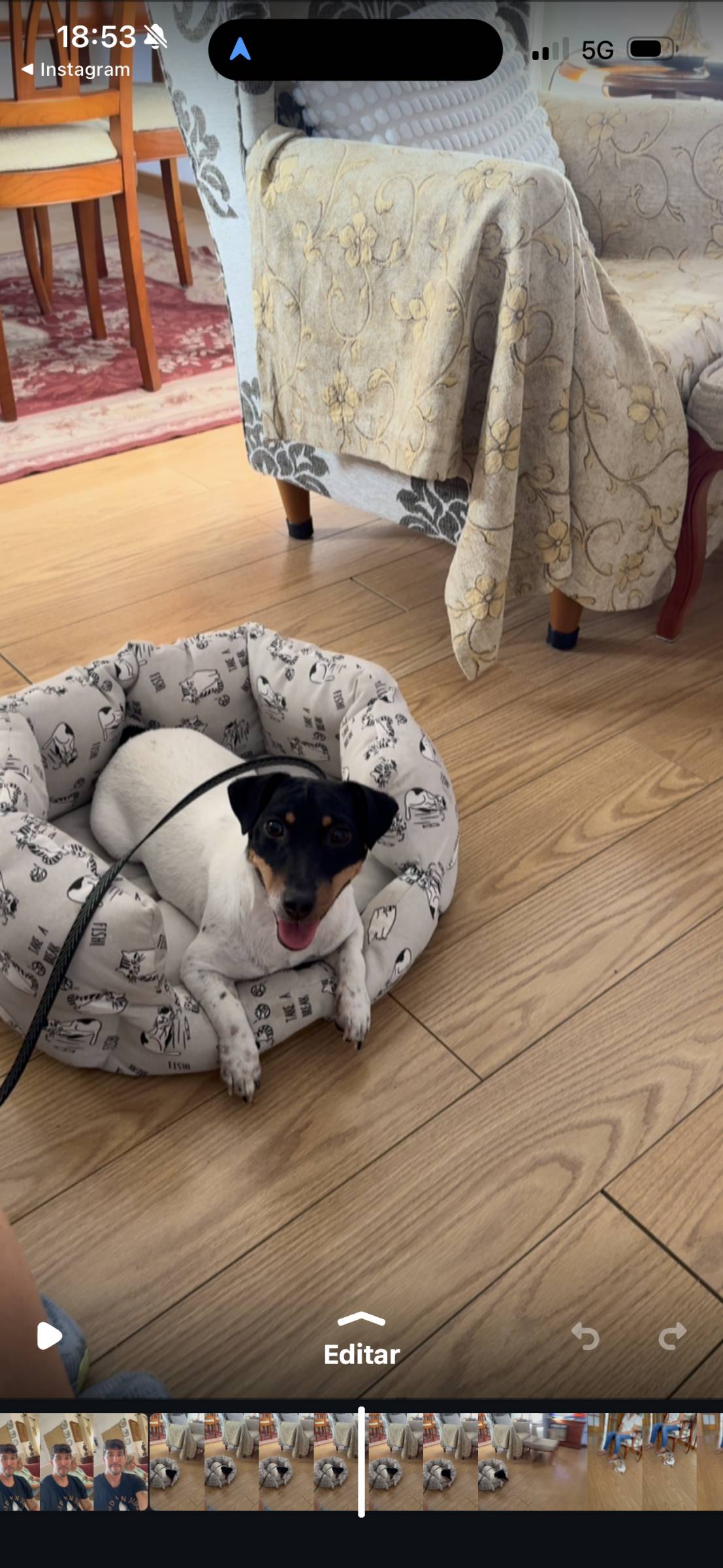 Rodrigo Treinador de Cães em Lisboa - Lisboa - Dog Sitting