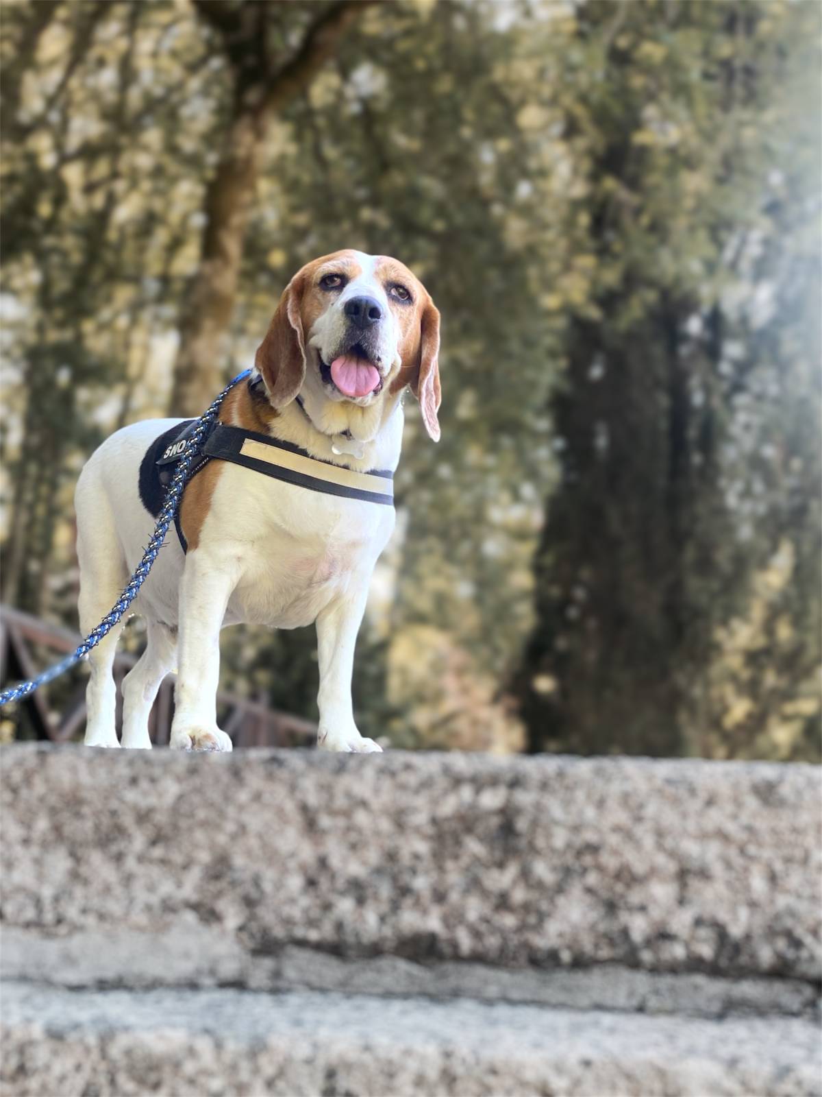 Amor de Quatro Patas - Porto - Treino de Cães - Aulas