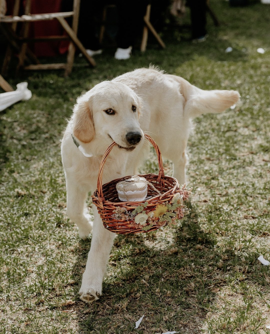 Amor de Quatro Patas - Porto - Treino de Cães - Aulas