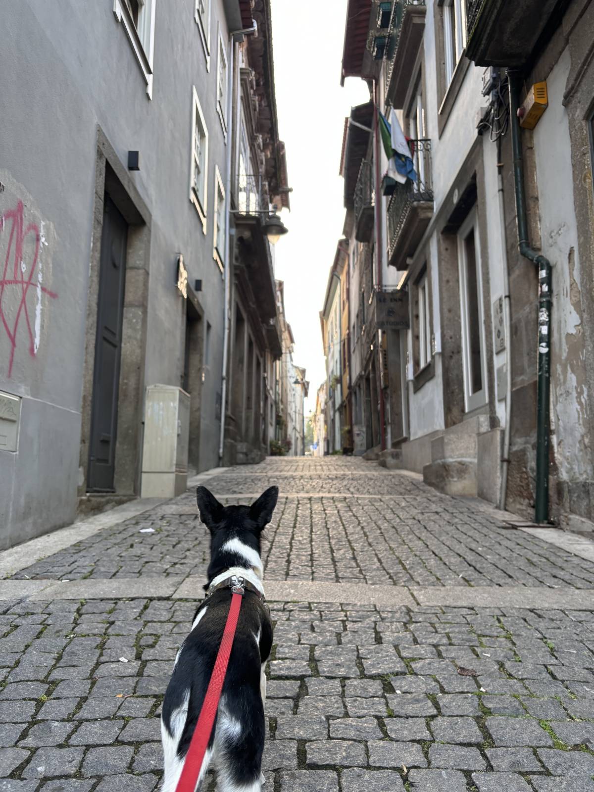 Kadu Vasconcellos - Guimarães - Cuidar tus mascotas