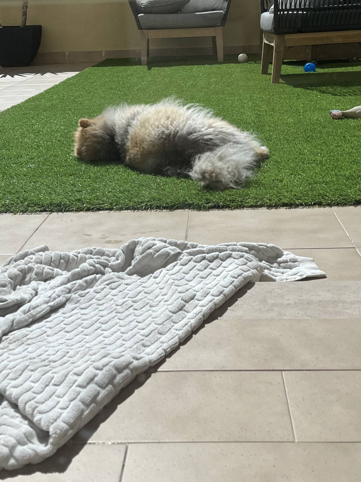 Catarina Martins - Sintra - Dog Daycare