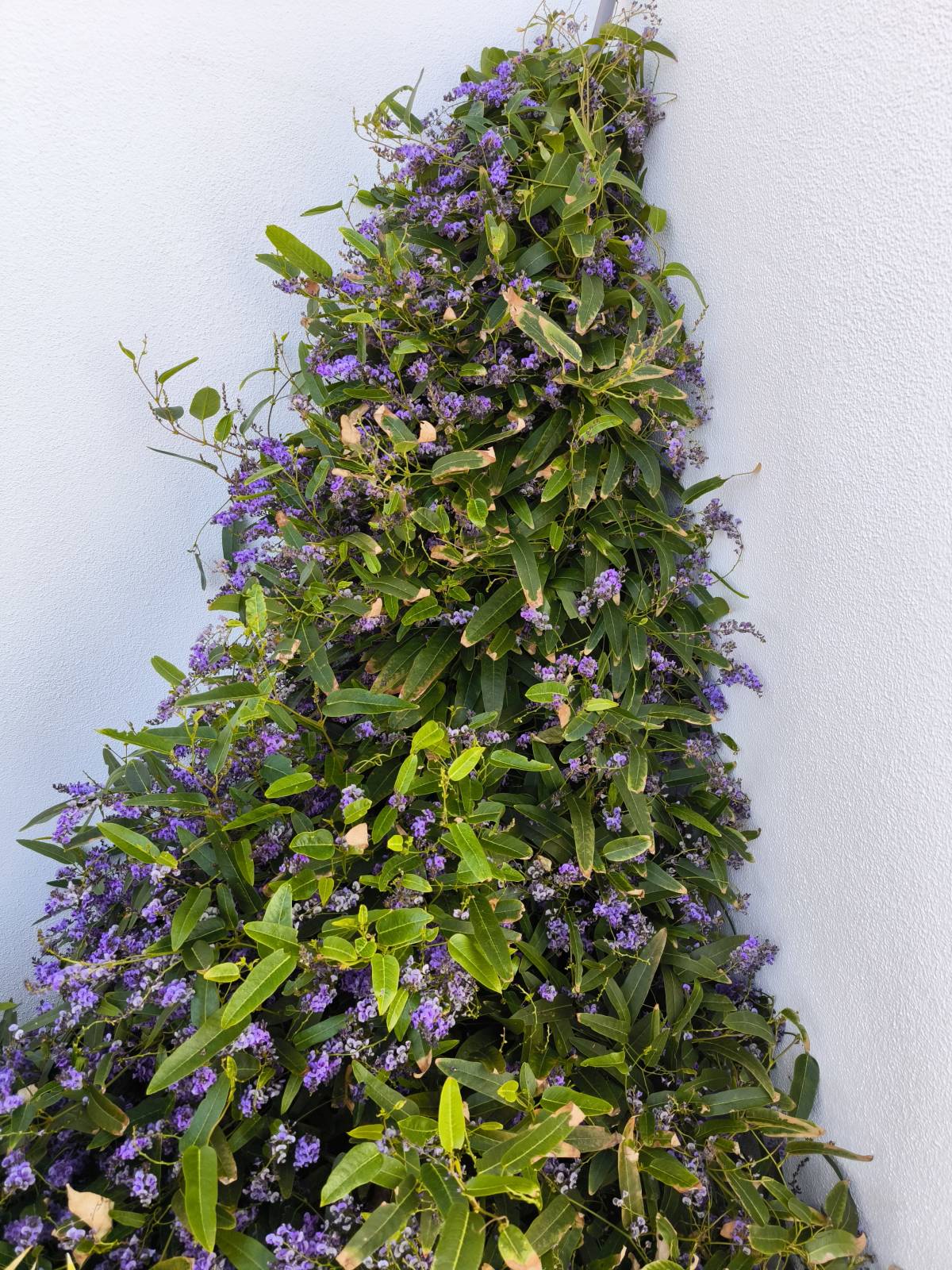Bougainville Gardens - Torres Vedras - Shrub Removal