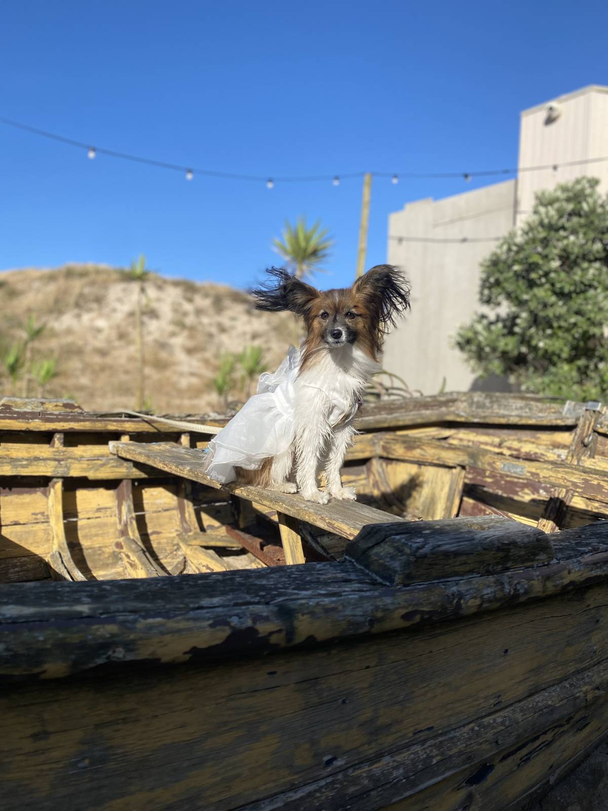 Amor de Quatro Patas - Porto - Cuidados para Animais de Estimação