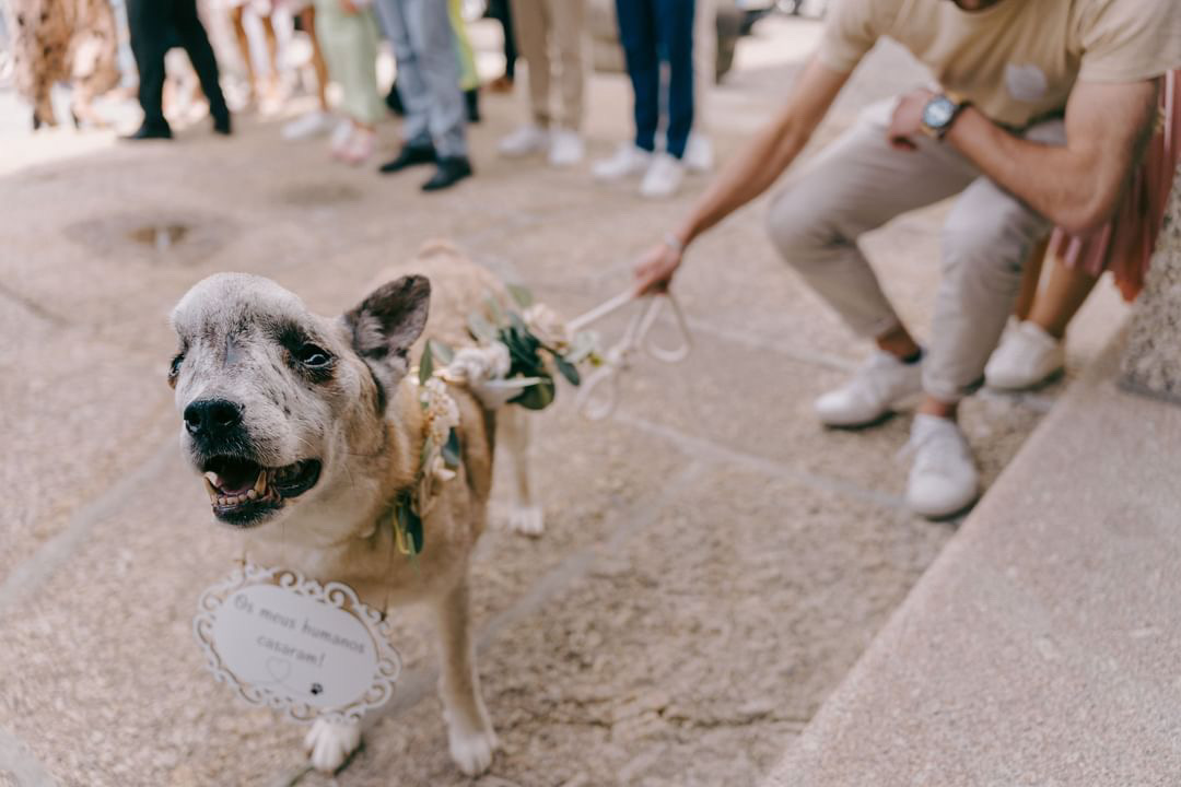 Amor de Quatro Patas - Porto - Pet Sitting