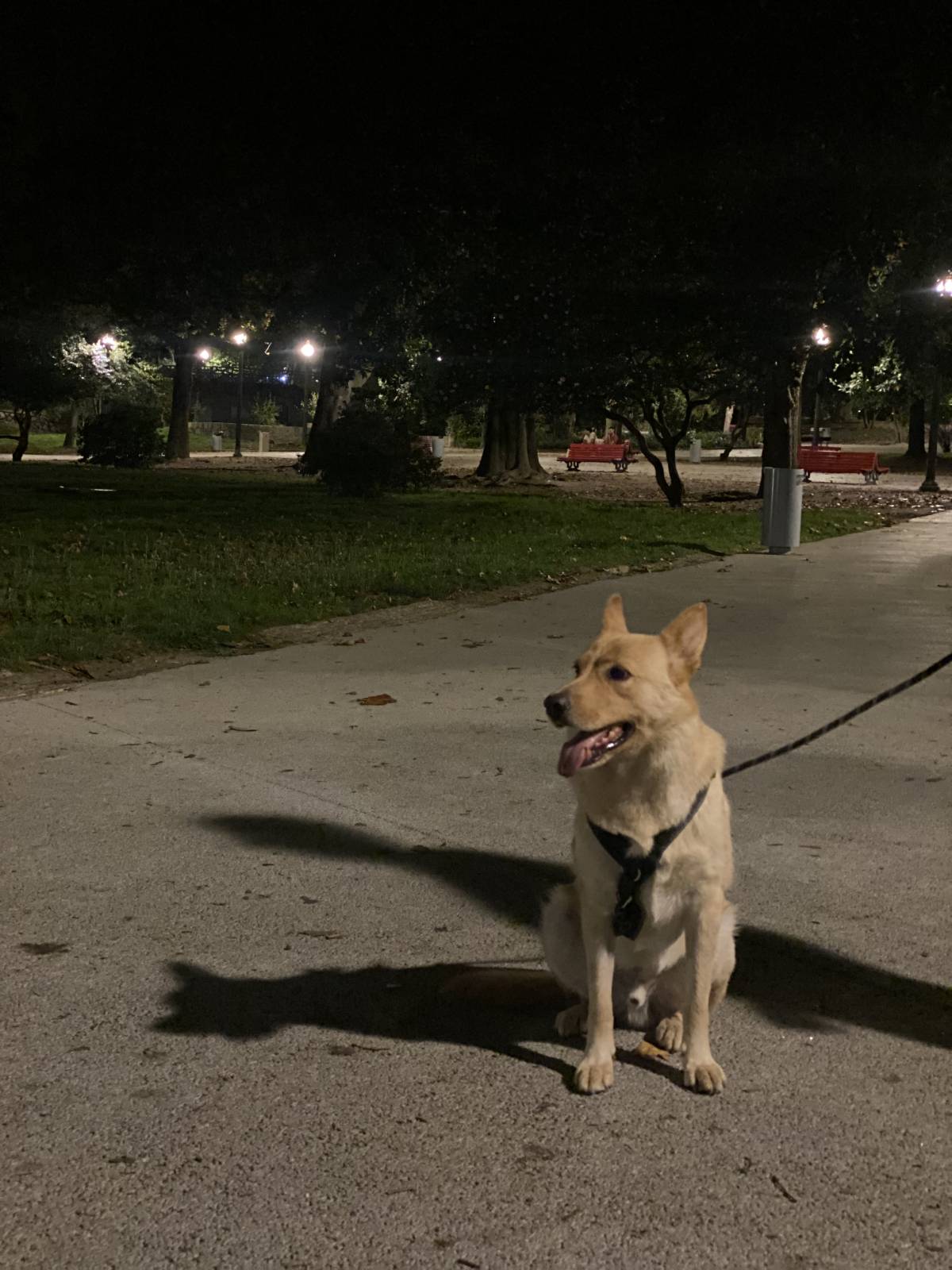Amor de Quatro Patas - Porto - Dog Sitting