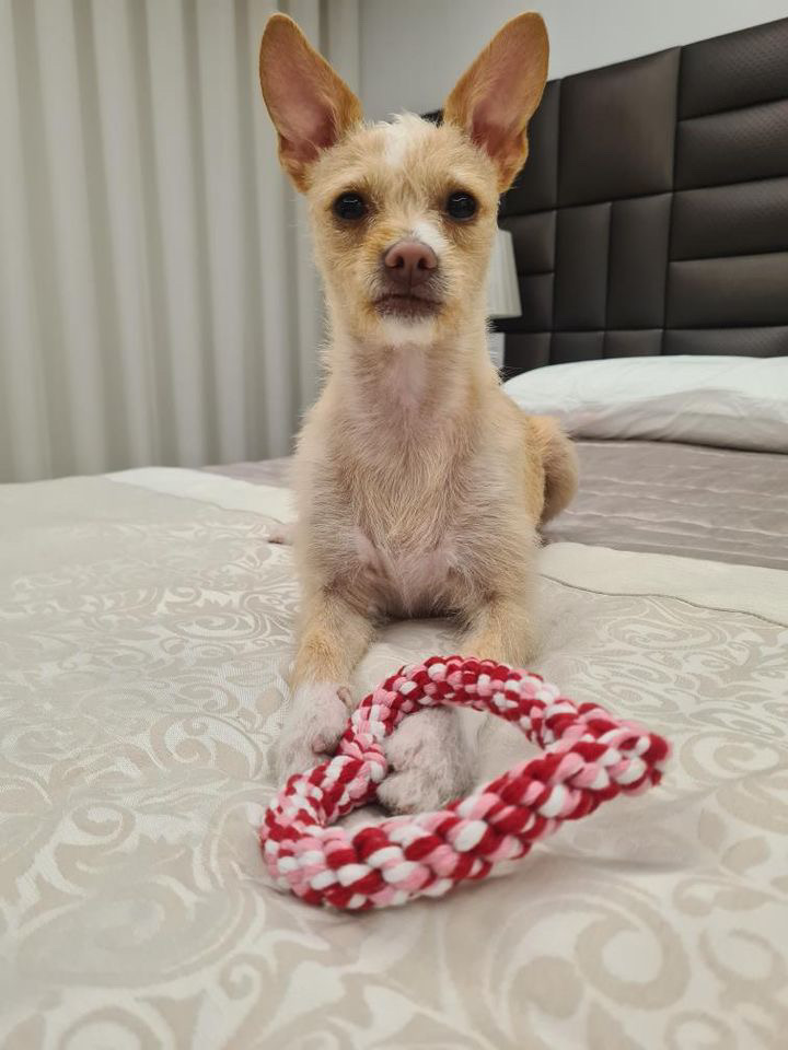 Amor de Quatro Patas - Porto - Cuidados para Animais de Estimação