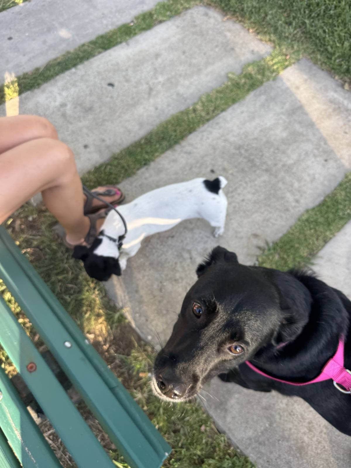 Rodrigo Treinador de Cães em Lisboa - Lisboa - Treino de Cães - Aulas