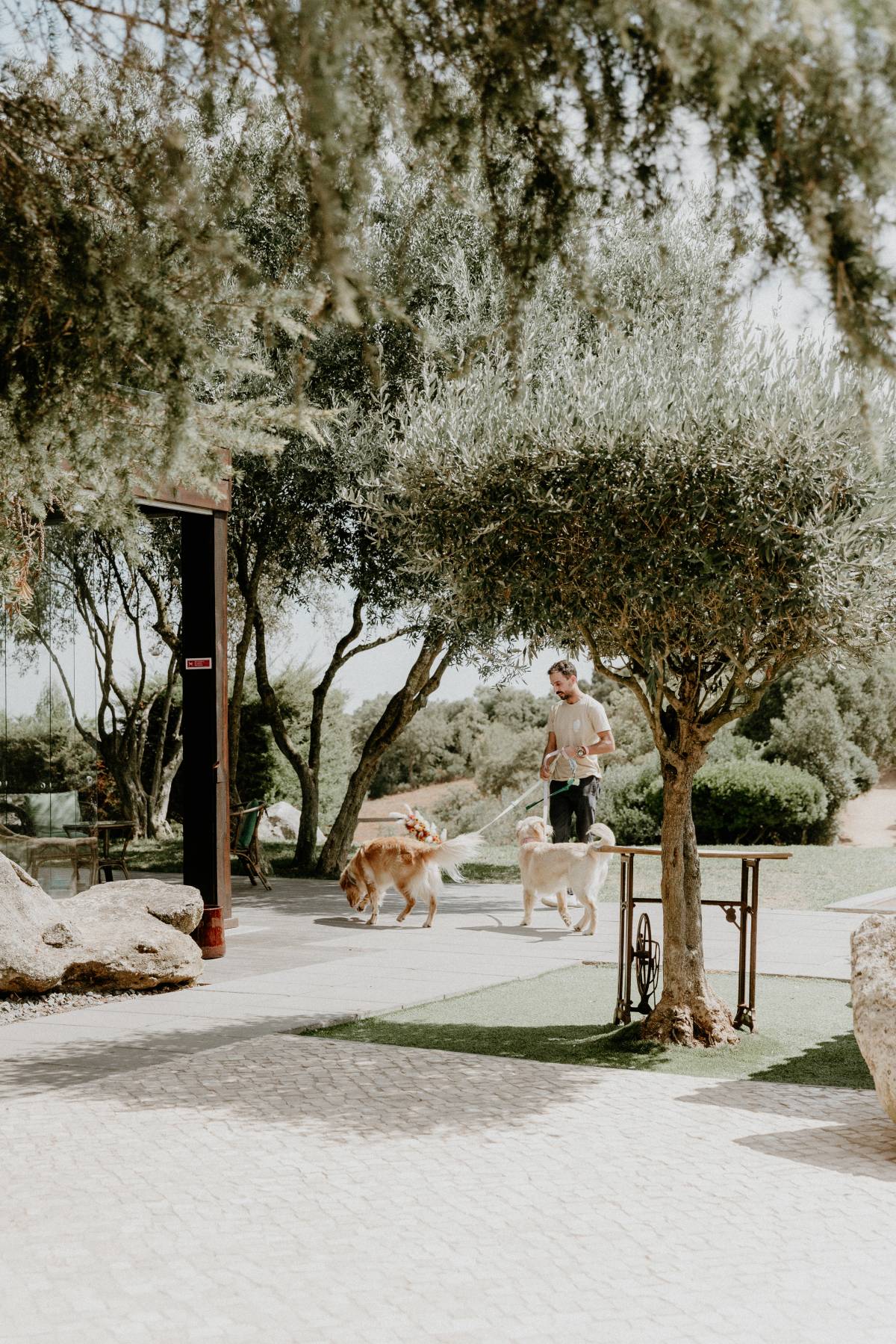 Amor de Quatro Patas - Porto - Dog Walking