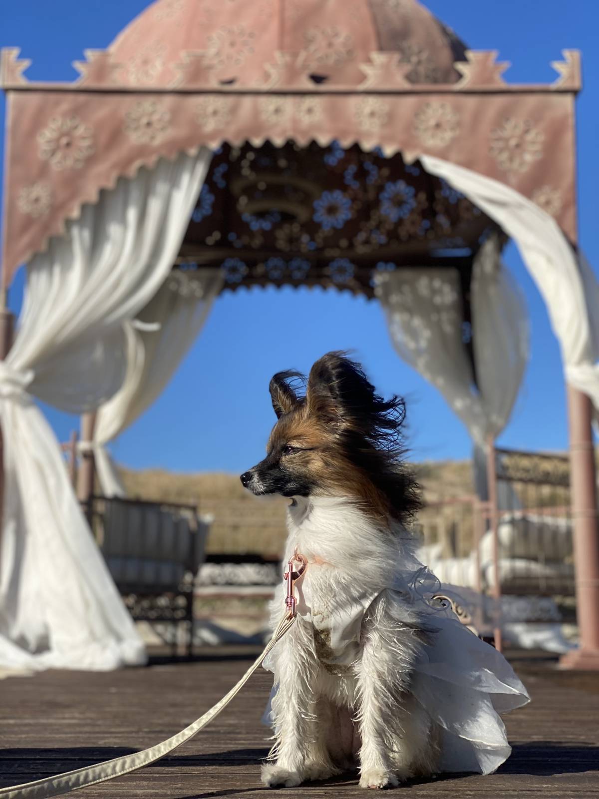 Amor de Quatro Patas - Porto - Treino de Cães
