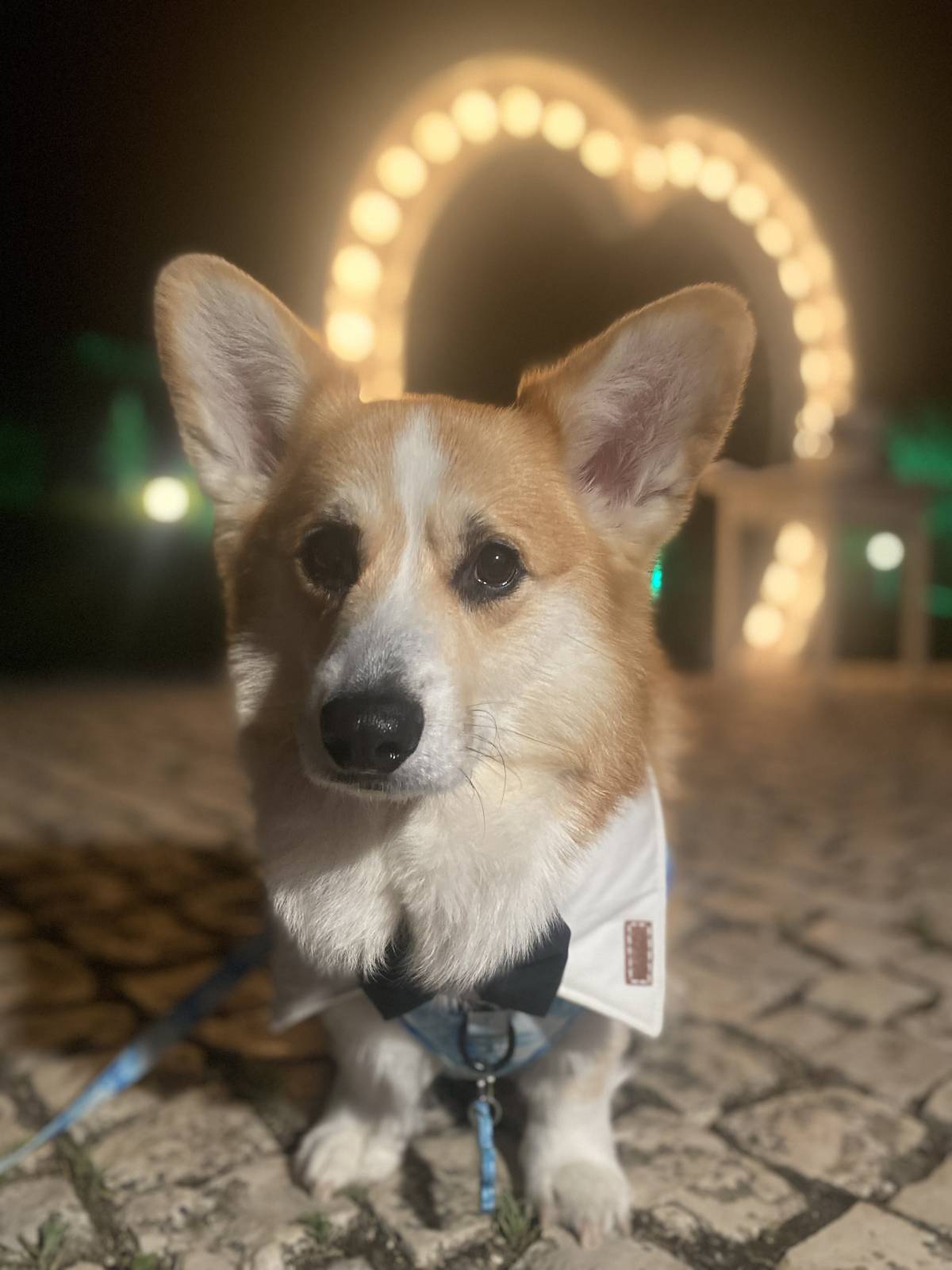 Amor de Quatro Patas - Porto - Pet Sitting e Pet Walking