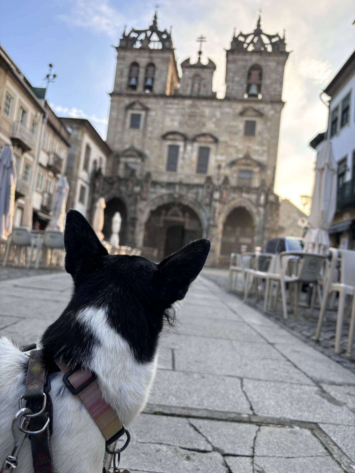Kadu Vasconcellos - Guimarães - Paseador de perros