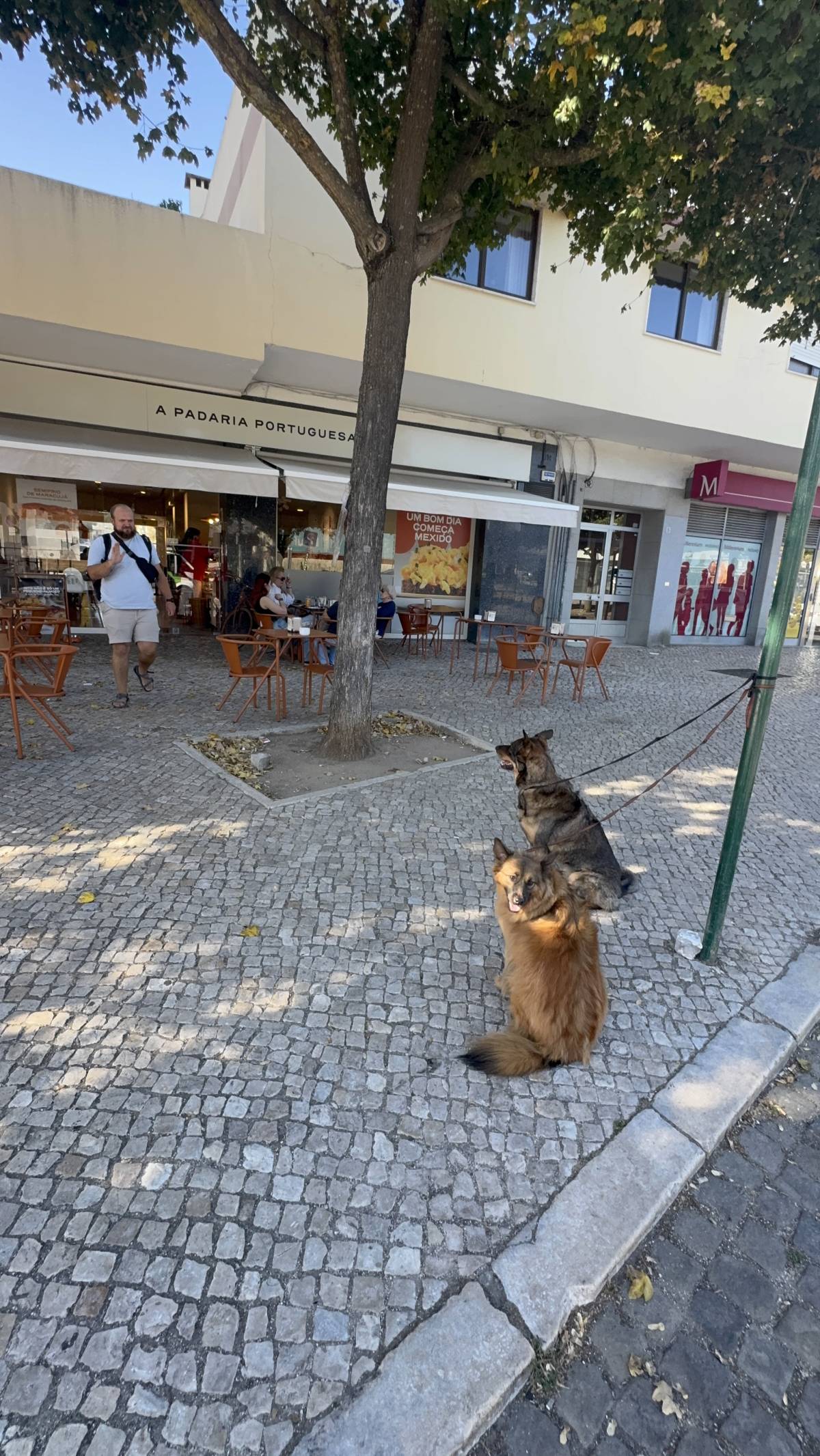 Rodrigo Treinador de Cães em Lisboa - Lisboa - Pet Sitting e Pet Walking