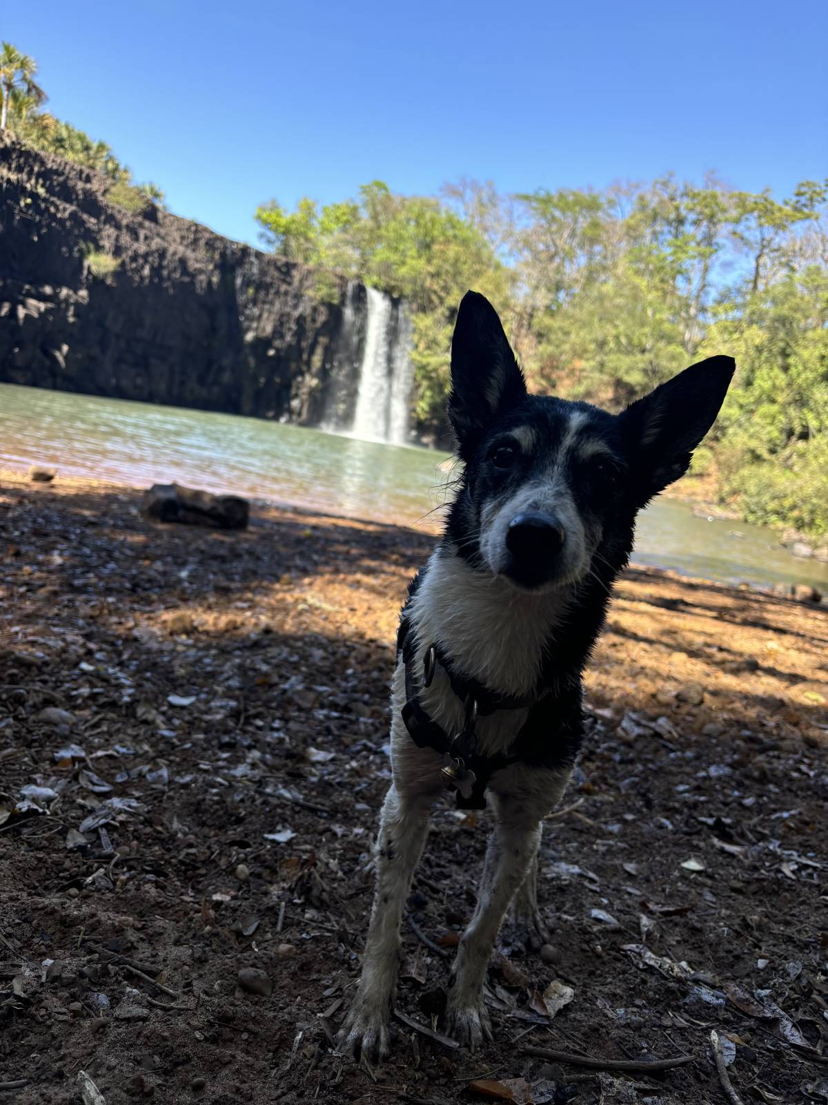 Kadu Vasconcellos - Guimarães - Cuidados y paseos de mascotas