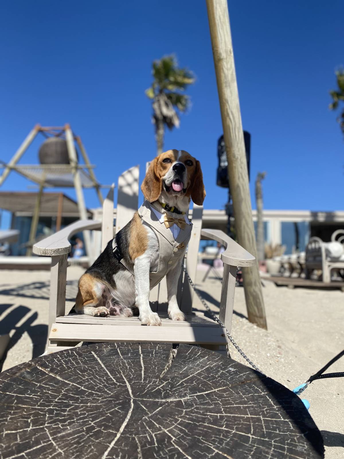 Amor de Quatro Patas - Porto - Cuidados para Animais de Estimação