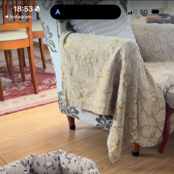 Rodrigo Treinador de Cães em Lisboa - Lisboa - Dog Sitting