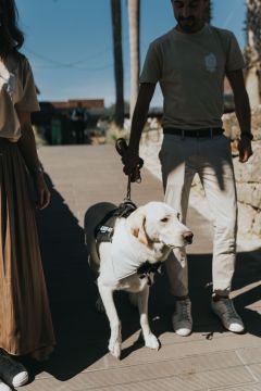 Cuidados y paseos de mascotas - Pedro Miranda - Deià