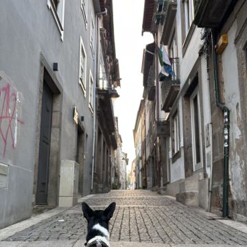 Kadu Vasconcellos - Guimarães - Cuidar tus mascotas