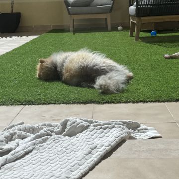 Catarina Martins - Sintra - Dog Daycare
