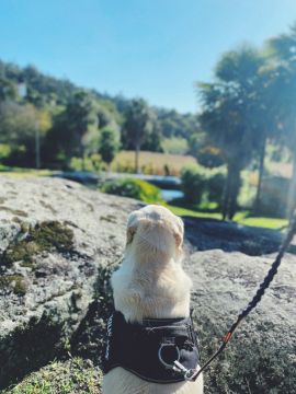 Amor de Quatro Patas - Porto - Pet Sitting e Pet Walking