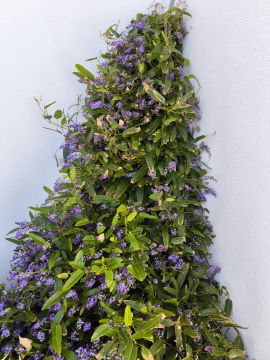 Bougainville Gardens - Torres Vedras - Shrub Removal