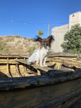 Dog Training - Pedro Miranda - Penygroes