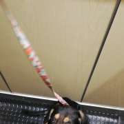 Sílvia Santos - Oeiras - Pet Sitting and Walking