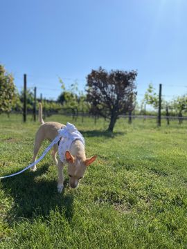 Hundetraining - Pedro Miranda - Peseux