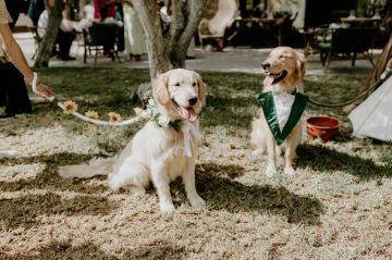 Adiestramiento de perros - Pedro Miranda - Deià