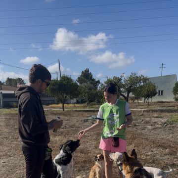 Rodrigo Treinador de Cães em Lisboa - Lisboa - Pet Sitting