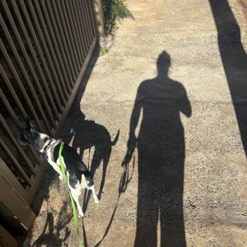 Kadu Vasconcellos - Guimarães - Cuidar tus perros