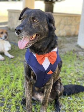 Cuidado y peluquería para mascotas - Pedro Miranda - Deià