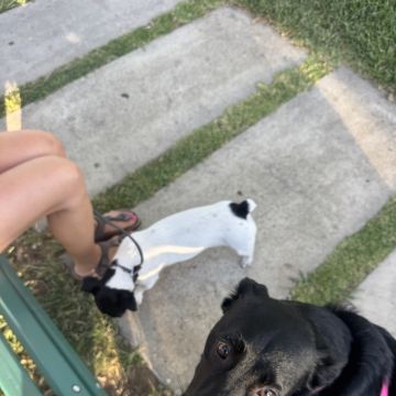 Rodrigo Treinador de Cães em Lisboa - Lisboa - Treino de Cães - Aulas