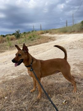 Treinador de Cães