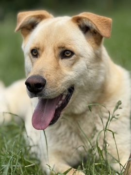 Hotel para Cães