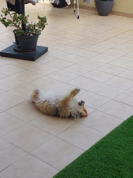 Catarina Martins - Sintra - Dog Walking