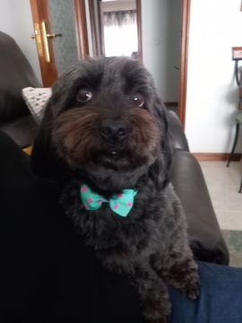 Guardería para perros