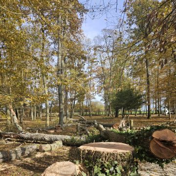 Arsen Fedoriv - Cascais - Shrub Removal