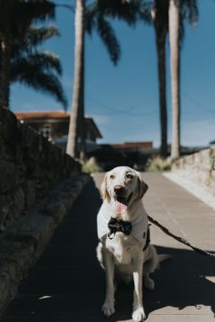 Veterinario - Pedro Miranda - Deià