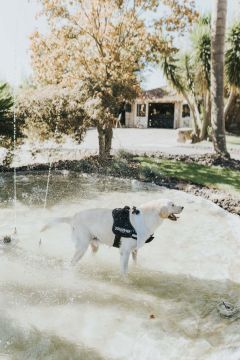 Hundetraining - Pedro Miranda - Peseux