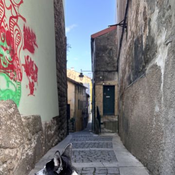 Kadu Vasconcellos - Guimarães - Cuidar tus gatos