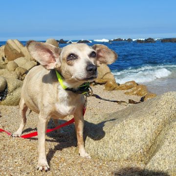 VALIER - Vila do Conde - Portrait Photography (for children)