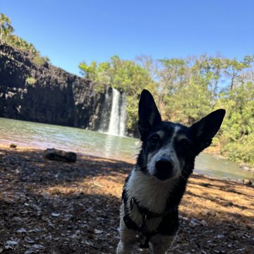 Kadu Vasconcellos - Guimarães - Cuidados y paseos de mascotas