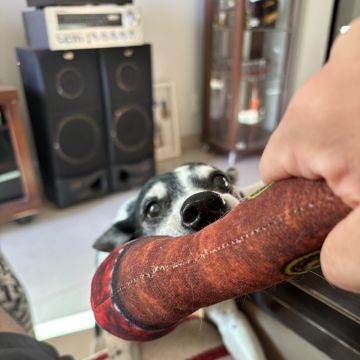 Kadu Vasconcellos - Guimarães - Paseador de perros
