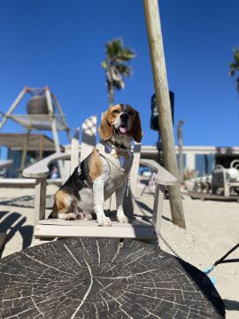 Amor de Quatro Patas - Porto - Cuidados para Animais de Estimação