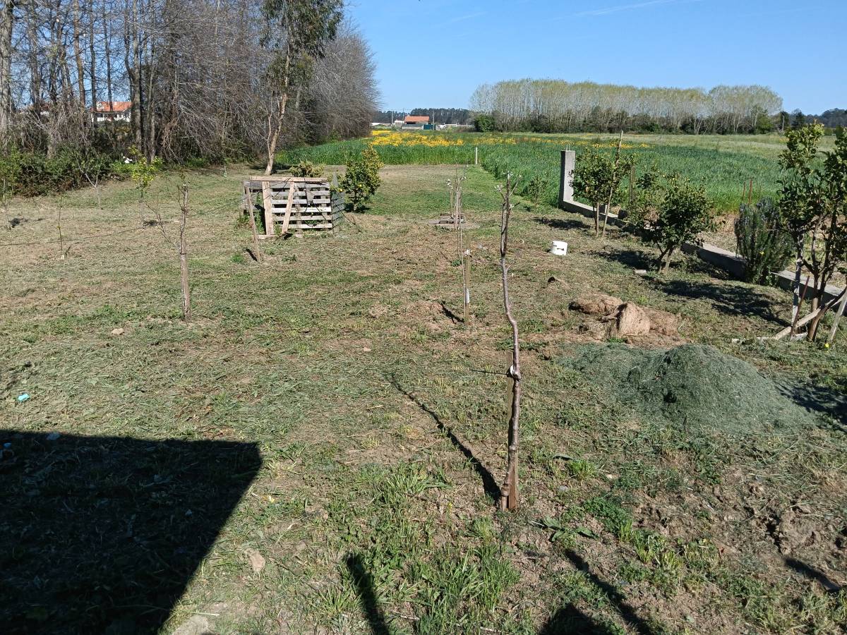 Jardineiro Luís Cruz - Ovar - Enlèvement d'arbustes
