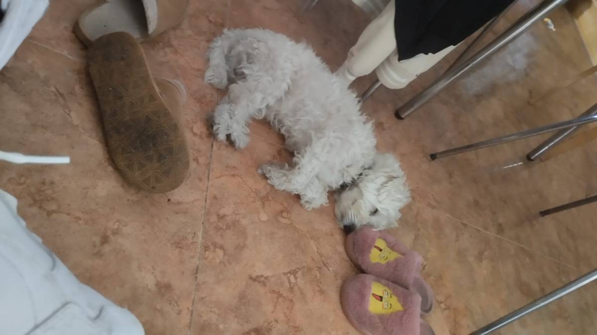 Hospedaje de perros